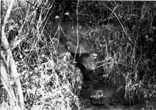 Llanfihangel Railway. Llantisilio Pertholey. Culvert under railway. January 1961.