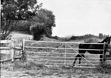 Hereford Railway. Merry Hill. Remains of railway trackbed, facing north. July 1973.