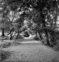 Duffryn Llynvi & Porthcawl Railway. Between Tondu and Llangwynyd Lower. Looking west. September 1955 (12)