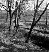 Tondu Brickworks Tramroad Coytrahen. Facing facing west near to level crossing of the GWR at SS 893860 April 1963  (6)