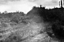 Severn & Wye Railway, Churchway Branch, Forest of Dean.  At Serridge Green the line skirts an old saw mill by means of an “S” bend before straightening again.  4th June 1947 (2)