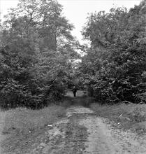 Dr Bevan’s Tramroad. View looking west between Dinas Rock and Pontwalby. 1965 (2)