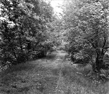 Pontneddfechan silica tramroad. View facing north. 1965 (3)
