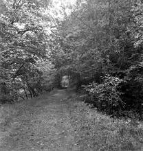 Pontneddfechan silica tramroad. View facing south. Photo taken from NGR 9000 0810. 1965 (4)