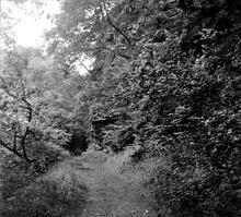 Pontneddfechan silica tramroad. View at rock facing south. 1965 (6)