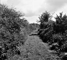 Portreath Tramroad. View below Mawla Farm.  May 1954 (16)