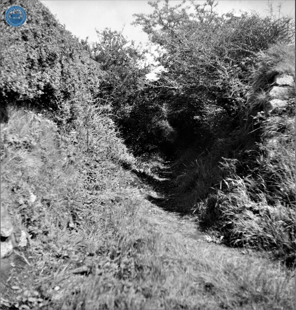 Portreath Tramroad. At level crossing Truro Road below Scorrier Station.  May 1954 (26a)
