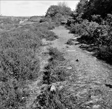 Portreath Tramroad. Stone blocks in situ on the approach to Poldice Mines.  May 1954 (27)
