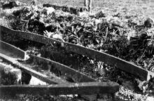 Croydon Merstham & Godstone Railway. Original rails at Quarry Dean Merstham 1936. (Ref:031690)