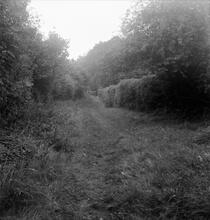 Horsehay Tramroad. Stoneyhill, looking North from the Junction with the Coalmoor Tramroad. 22 July 1961