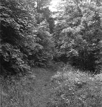 Dowles (or Skey’s) Tramroad. Near Dowles Brook Bridge. 08 June 1947 (1)