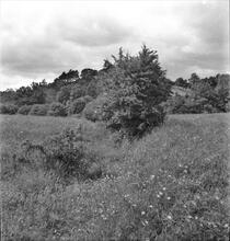 Dowles (or Skey's) Tramroad. Shallow cutting in field behind Dowles Church. 08 June 1947 (3)