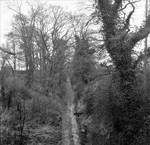 Stratford & Moreton Railway, Stratford-on-Avon. Springfield cutting from overbridge looking North.  August 1964. (20b)