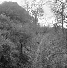 Stratford & Moreton Railway, Stratford-on-Avon. Springfield cutting from overbridge looking South.  April 1964 (19a)