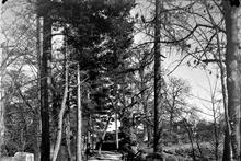 Morda Tramway.  Trace of the trackbed near Maesbury Hall.  29 March 1959