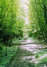 Didcot to Newbury line. Between Hermitage and Hampstead Norreys (ELR - NDL @ approx 5½mp). Summer 2000