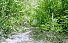 Didcot to Newbury line. Between Hermitage and Hampstead Norreys (ELR - NDL @ approx 5½mp). Summer 2000