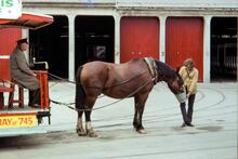 Douglas Horse Tramway. Derby Castle. Horse harnessed to tram No 36 being watered. 06 August 1971