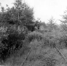 Mouldsworth station yard (CDM2 @ 31m 02ch). A long overgrown siding. 04 June 1960