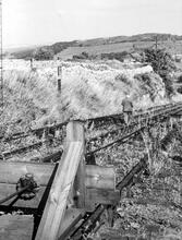 Overgrown Track on Middleton Incline August 1964 after it had ceased operation a year earlier.