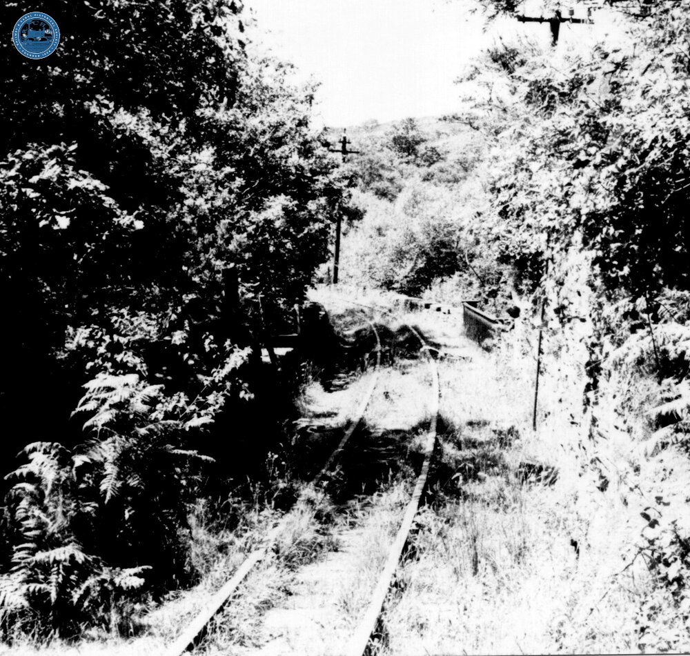Overgrown track at Tan-y-Bwlch