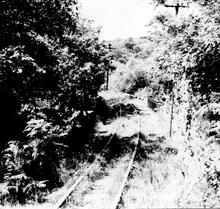 Overgrown track at Tan-y-Bwlch