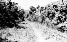 Ffestiniog Railway, Overgrown track near Tan-y-Bwlch