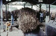 017815E Lautoka Sugar Mill Railway. Emptying cane trucks of their load. 09 October 1973