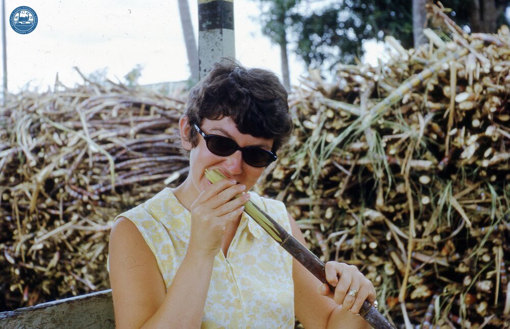 017826E Fiji eatng cane,  Free train 3 November 1973