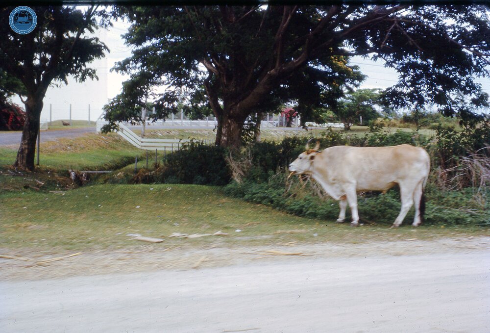 017827E Local cow eating sugar cane, from free train,  3 November 1973 