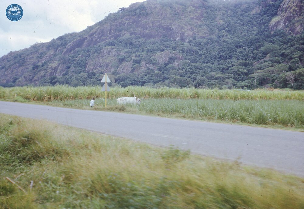 017830E Sugar cane by roadside. Oxen used to move cut cane From free train between Nadi and Lautoka 3 November 1973