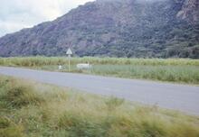 017830E Sugar cane by roadside. Oxen used to move cut cane From free train between Nadi and Lautoka 3 November 1973