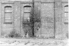 Basingstoke Goods Yard 1984 - Ivy on wall of office (Ref: 325277E 36 CGD)